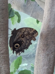 Morpho helenor peleides