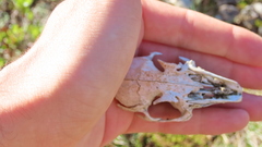 Vertebrata