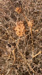 Datura quercifolia