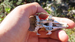 Vertebrata