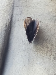 Morpho helenor peleides