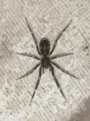 Liophrurillus flavitarsis