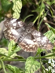 Chiomara georgina