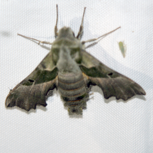 Willowherb Hawkmoth
