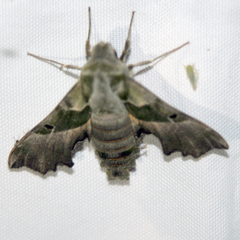 Proserpinus proserpina