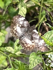 Chiomara georgina