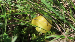 Hygrocybe acutoconica