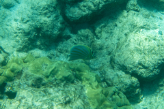 Chaetodon ornatissimus