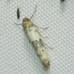 Enolmis acanthella