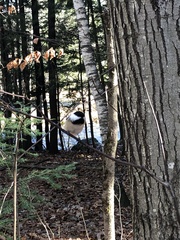 Poecile atricapillus