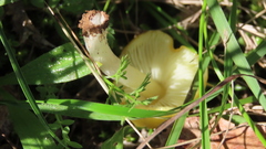 Hygrocybe acutoconica
