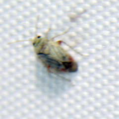 Sthenarus rotermundi