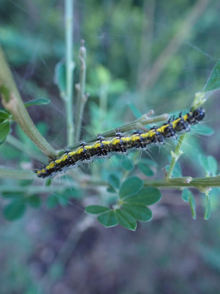 Yellow-underwing Pearl