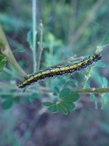 Yellow-underwing Pearl