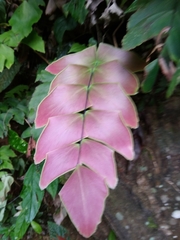 Adiantum macrophyllum