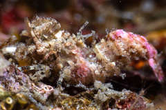 Spirontocaris prionota