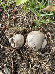 Agaricus