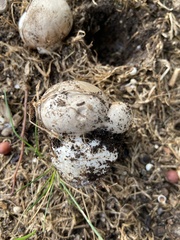 Agaricus