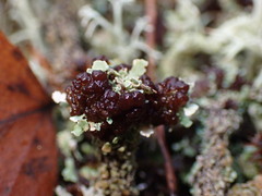 Cladonia bellidiflora