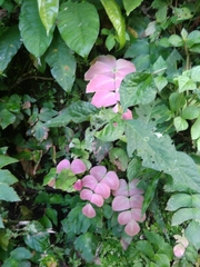 Adiantum macrophyllum