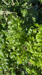 Petroselinum crispum