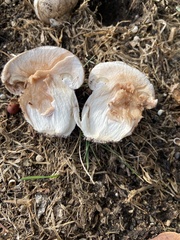 Agaricus