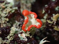 Cladonia bellidiflora