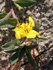 Oenothera humifusa