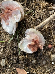Agaricus