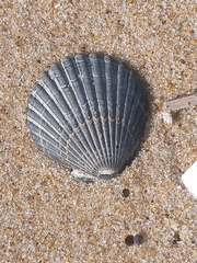 Argopecten irradians