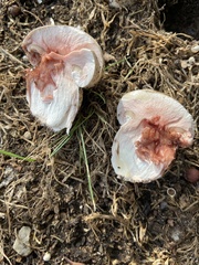Agaricus