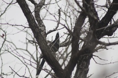 Clamator levaillantii