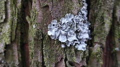 Punctelia subrudecta