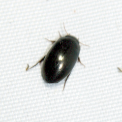 Limnichidae