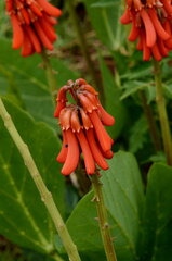 Erythrina zeyheri