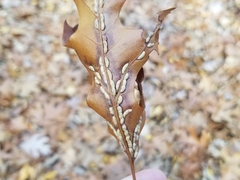 Macrodiplosis qoruca