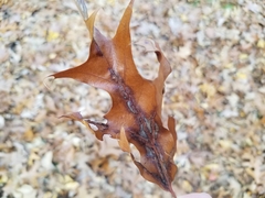 Macrodiplosis qoruca