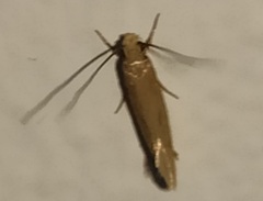 Tineola bisselliella