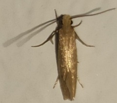 Tineola bisselliella