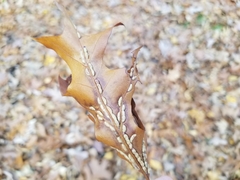 Macrodiplosis qoruca