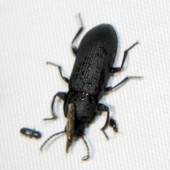 Tenebrio molitor