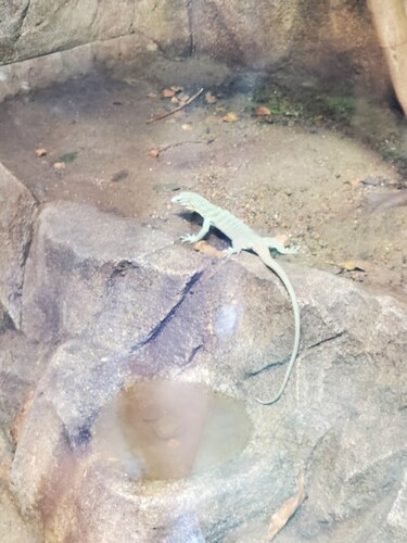 Biak Emerald Monitor, Varanus kordensis