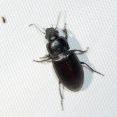 Zabrus tenebrioides