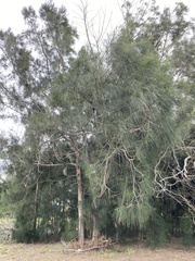 Casuarina equisetifolia