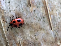 Endomychus coccineus