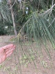 Casuarina equisetifolia