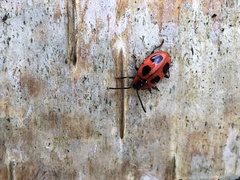 Endomychus coccineus