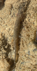 Eurycea cirrigera