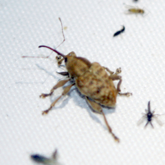 Curculio venosus