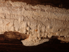 Amyloporia xantha
